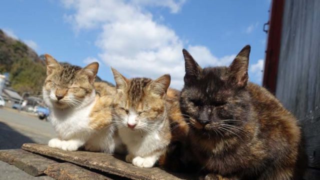 画像大量 ネコだらけと噂の福岡県の猫島 相島 に行ってきたら最高だった 今日はヒトデ祭りだぞ